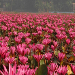 SBJEI-FRESH WATER LILY